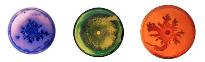 1620959361370967.png 鍥剧墖2.png